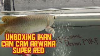 Unboxing arwana super red 18cm