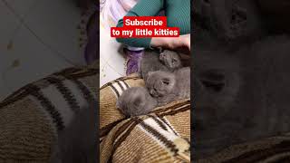 Cute kittens 😍 | Cats | Cute video #shorts