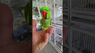 Funny Parrot Talking and Dancing | Funny Pet video | Cute Animals