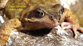 Frog (Anura) Animal 4K Video