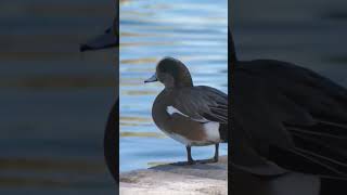 Duck at the Park.❤💚💜 bird watching Arizona.  backyard birding birdwatching AZ #wildlife #nature