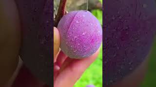 Fruit Plum #fyp #viralvideo #trending #shorts