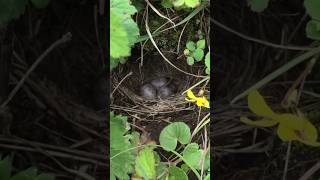 Bird nest 🪺🥰#shorts #shortsfeed #youtubeshorts #dharche #uhiya