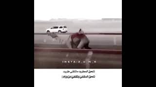 تصميم الهجن