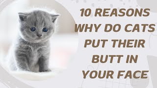 10 Reasons Why Do Cats Put Their Butt In Your Face