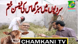 tension of  Green Grass in winterسردیوں میں سبز چارہ کی ٹینشن ختم سبز چارہ کیسے سٹور کیا جاتا ہے۔ ۔