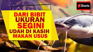 #dtvshorts Bibit Kecil Begini Nafsuan Ama Usus Mentahnya Bagus2 Aja