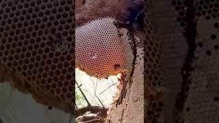 Honey Harvesting - Bee Master in Taiwan Ep-161 By @Sarvaivel _Rad