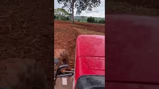 MF 4275 preparando a terra para o plantio da safrinha