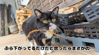 草が取れなくなって焦る猫