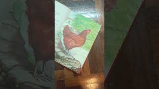 The Little Red Hen a nice book please read this #amirb