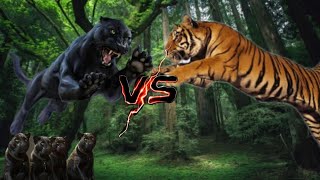 I BECOME A FATHER AND FIGHT A TIGER TO PROTECT MY SON||WILD PANTHER SIM3D