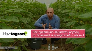 Как правильно защитить огурец от болезней и вредителей – часть 1