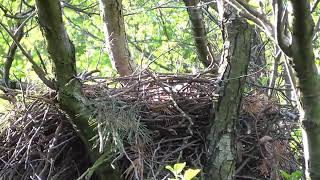 Common buzzard nest / Гніздо канюка звичайного