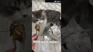 Măm măm măm…. #animals #cute #viral #funny