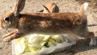 Rabbit jumping on another rabbit