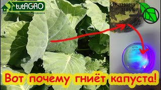 КАПУСТА ГНИЁТ - ТАКАЯ ВОНИЩА!!!! Чтобы капуста не гнила, сделайте хотя бы 1 обработку перед уборкой.