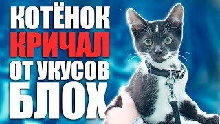 Спасение котенка. Котенок ищет дом / SANI vlog