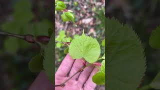 Tilleul à petites feuilles, Tilia cordata : comment le reconnaître ?