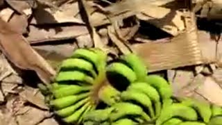 Banana fiber Candy #shorts #bananalogy #bananafiber #trending #viral