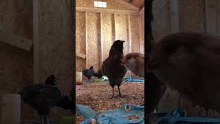 Chickens fly the coop when we turn on the exhaust fan.