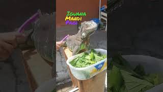 Iguana Mandi Berjemur #iguana #short #iguanalove #iguanalovers #lizard #reptil