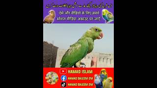 Indian Parrot's Ky Bache Ki Video 📷 @hamad8g #parrotshort