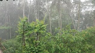 Rain Sounds & Relaxing Music 24/7 - Piano Music, Sleep, Study, Yoga, Stress Relief, heavy rain 2