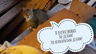 Начала малярные работы, а тут кот Пуаро явился! Ну и где он пропадал?!