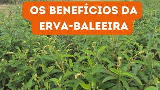 CONHEÇA 11 BENEFÍCIOS DA ERVA BALEEIRA PARA NOSSA SAÚDE