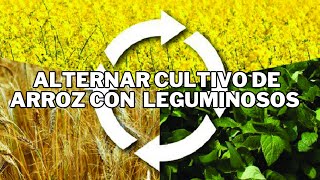 Ventajas de alternar el cultivo del arroz y el tabaco, con cultivos leguminosos