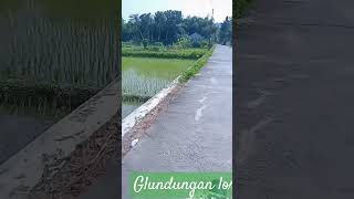 glundungan #jalanpedesaan #musik #dangdut