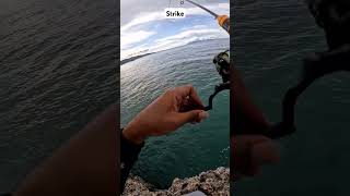 Strike ikan unik#fish #mancing #sea #vlogmancing #fyp #shorts