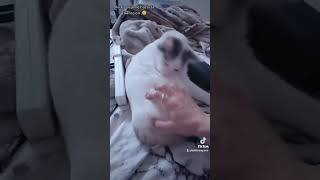 cuantos toques a tu mascota #viral #viralvideo #gatos #catlover #cats #trend #trending