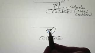 Muscle  Skeletal Muscle Structure and Regulation of Contraction