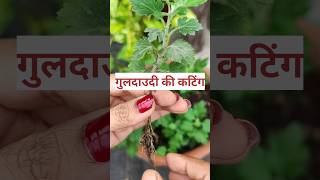 गुलदाउदी की कटिंग लगाने का आसान तरीका | how to grow Chrysanthemum from cuttings #shorts #ytshorts