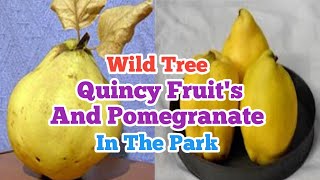 Wild Quincy Fruit's Tree