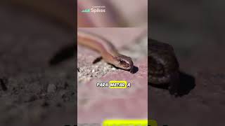 La Serpiente Feroz: El Reptil con el Veneno Más Tóxico