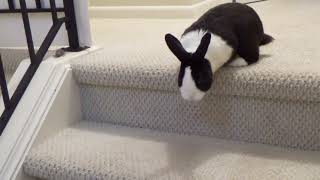 Rabbit tries stairs for the first time!