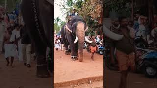 kgf 2#elephant #shorts #elephantattack #shortsfeed #kerala #trendingshorts #trending