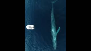 Blue whale greatness. #travel #nature