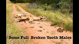 Male lion has Upset stomach. Broken tooth males digesting after large meal.