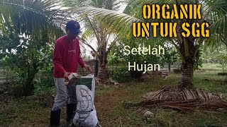 Cara Membaja Guna Baja Bio Organik Pada Kelapa SGG 3 Tahun - 29/05/2024