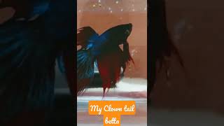 #shorts #viral #betta fish 🥰😊