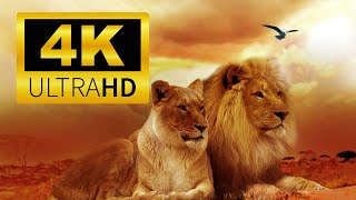 Ultimate Wild Animals Collection in 4K ULTRA HD / 4K TV