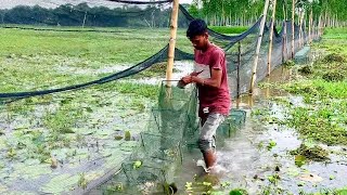 রিং জালে দেশি জাগুর, শোল,কৈ,টাকি,পুটি ,টেংরা ও অনেক প্রজাতির মাছ লাগলো দেখে মন ভরে যাবে।fish video.