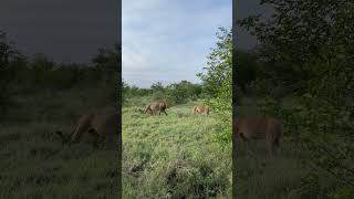 LIONS PLAYING - RIVER PRIDE #wildlife #naturelovers #nature #africa #lion #bigcats #predator #kruger