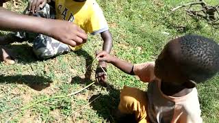 Fearless Young Kids Playing With poisonus Snake