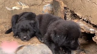 Three stray puppies were found in a hole in a house. Their mother was missing.