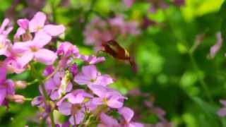 Hummingbird Moth feeding on nectar